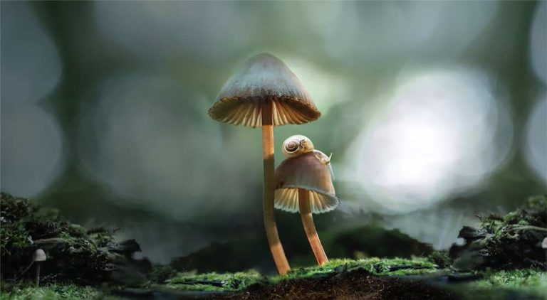 Fantastic Fungi Film Review: A Journey into the Mysterious World of Mushrooms